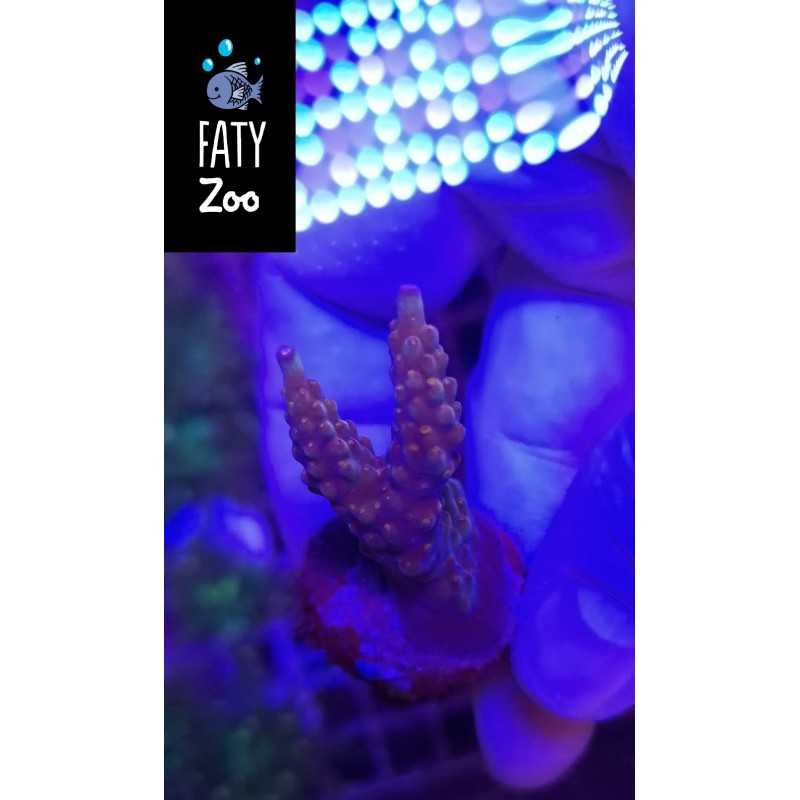 Acropora sp