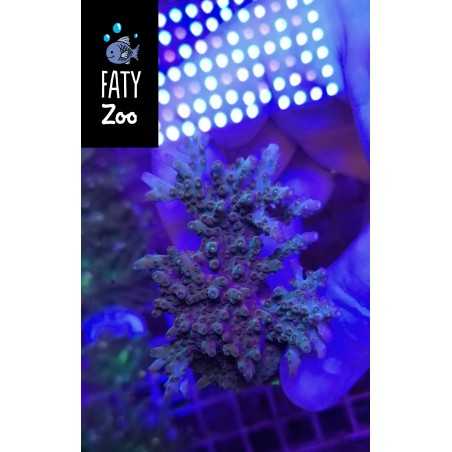 Acropora efflorescence