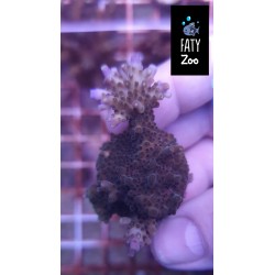 Acropora efflorescens