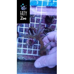 Acropora Cerealis azul