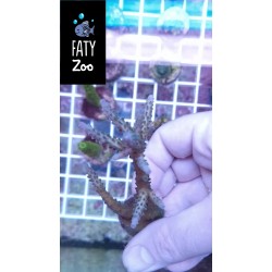 Acropora Cerealis azul