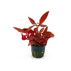 alternanthera reineckii pink