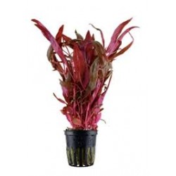 Alternanthera reineckii...