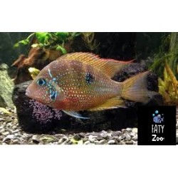 Thorichthys ellioti 4 cm