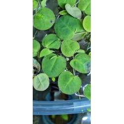 limnobium laevigatum