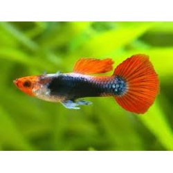 Guppy Macho Red Cap tuxeda
