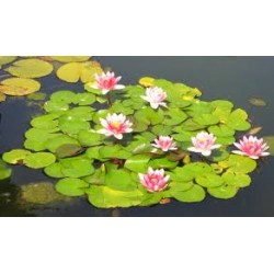Nenufar Surtido