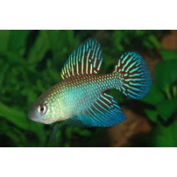 simpsonichthys fulminantes