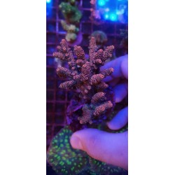 Acropora Milliepora Roja