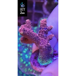 Acropora Milliepora rosa...