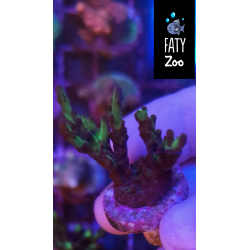 Acropora Australia