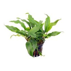 Anubia Barteri Glabra