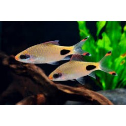 Barbo Máscara (Dawkinsia...