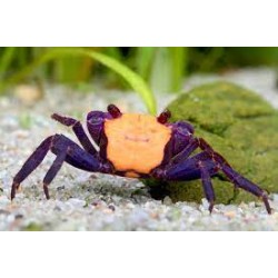 Cangrejo vampiro mix Hembra