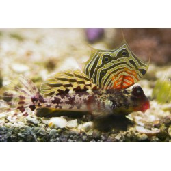 Synchiropus ocellatus XL