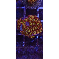 Zoanthus Fruit Loop