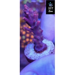 Acropora Full Color