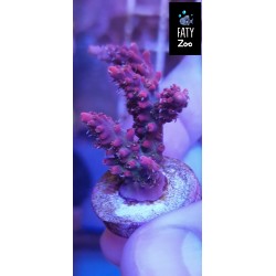 Acropora Full Color