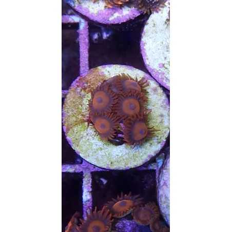 Zoanthus Galleta BALLY