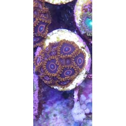 Zoanthus  Red Hornet