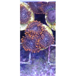 Zoanthus Utter Chaos