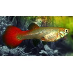 GUPPY HEMBRA Rojo Blond