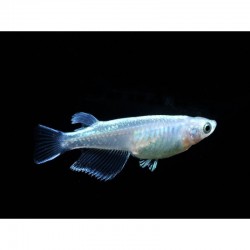 Oryzias latipes youkihi