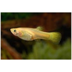 GUPPY HEMBRA Bumble Bee