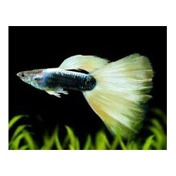 Guppy macho blanco Tuxedo