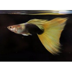 GUPPY MACHO H.B. AMARILLO...