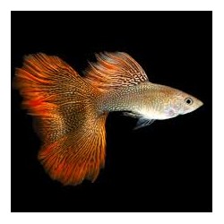 Guppy macho Red Lace