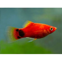 Platy Mickey Mouse Rojo