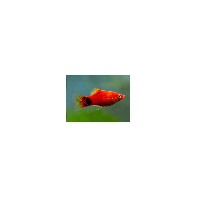 Platy Mickey Mouse Rojo