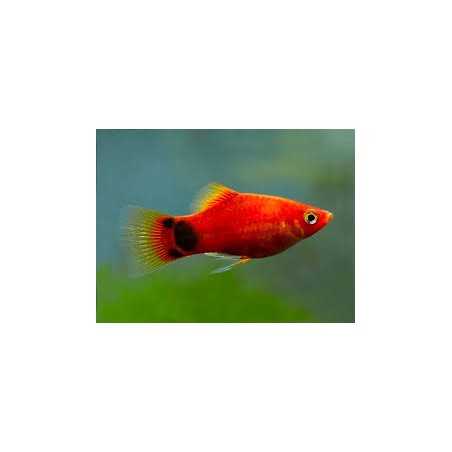 Platy Mickey Mouse Rojo