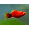 Platy Mickey Mouse Rojo