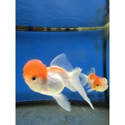 Oranda balon head mix...