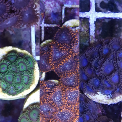 Lote 3 zoanthus