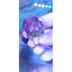 Goniastrea Dragon Soul