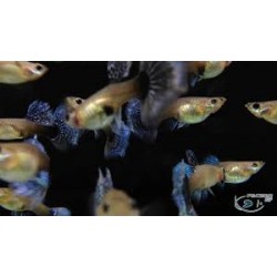 Guppy Hembra Mosaico