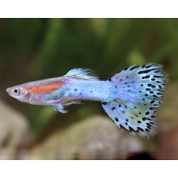 Guppy macho azul glass