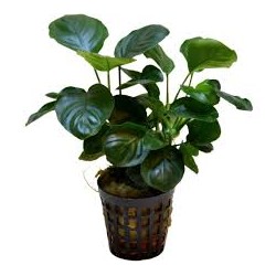 Anubia Barteri Coin Leaf