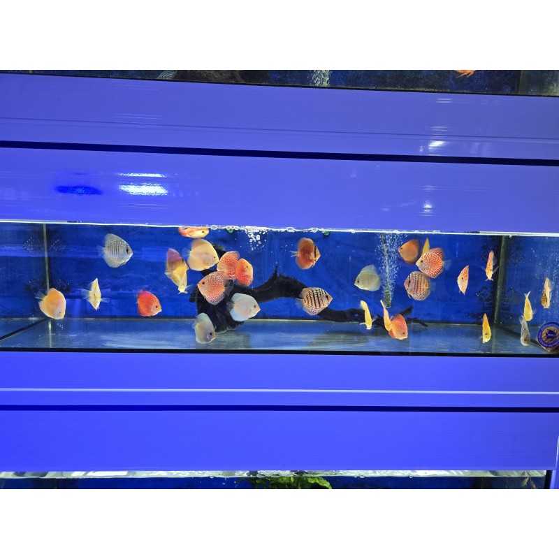 Disco Malboro yellow