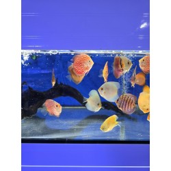 Disco Malboro yellow