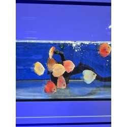 Disco Malboro yellow