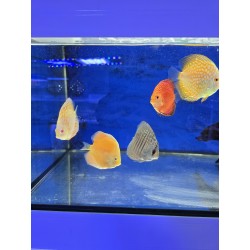 Disco Malboro yellow