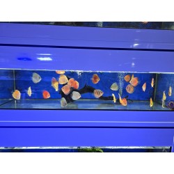 Disco vietnam turquesa