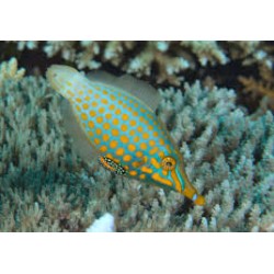 oxymonacanthus longirostris