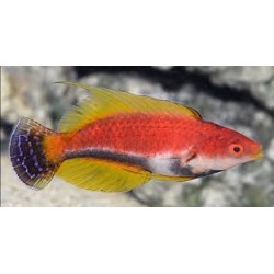 cirrhilabrus filamentosus