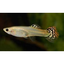 Guppy hembra leopardo