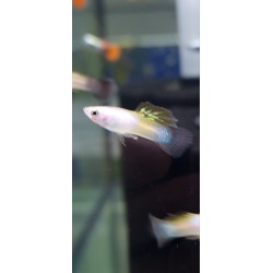 Guppy macho Golden Panda